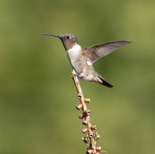 male. Ruby-throated Hummingbird - Рубиновогорлый Колибри