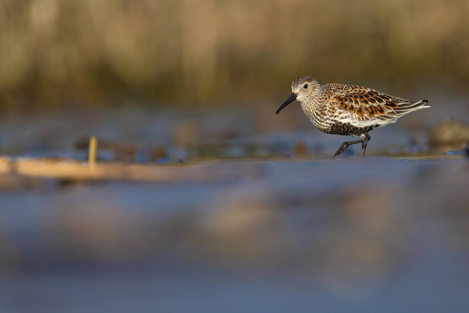 чернозобик, кулик, птицы, Ruslan Pl