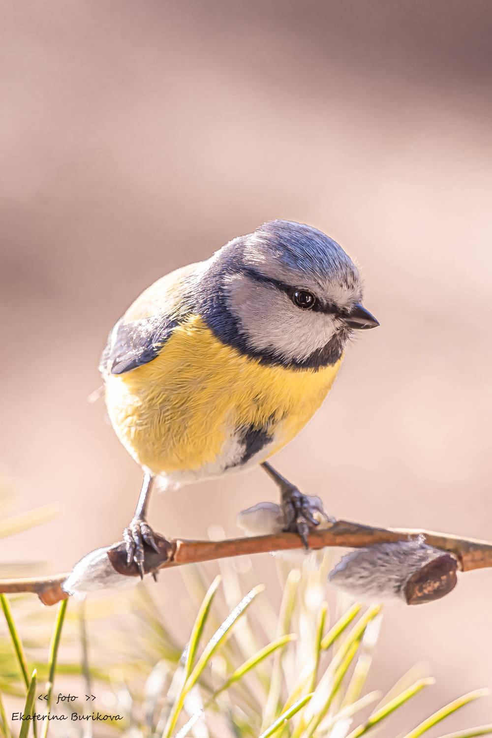 , Бурикова Екатерина