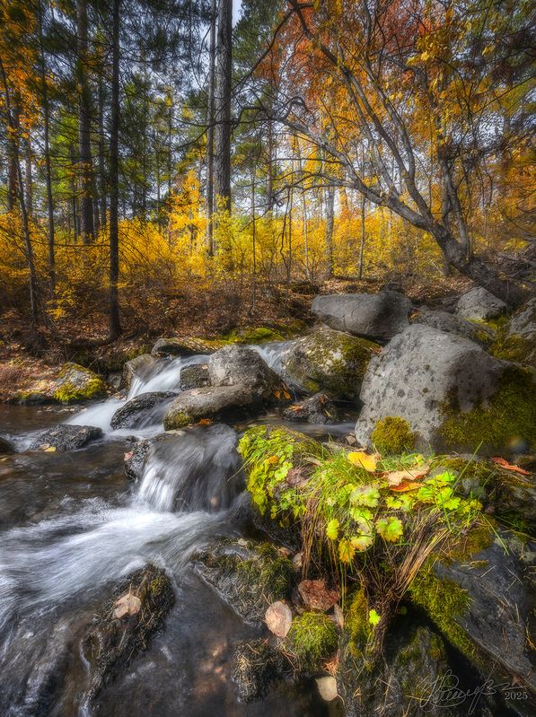 Алханай животворящий фото превью