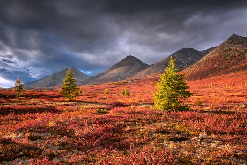 Три сестры...  фото превью
