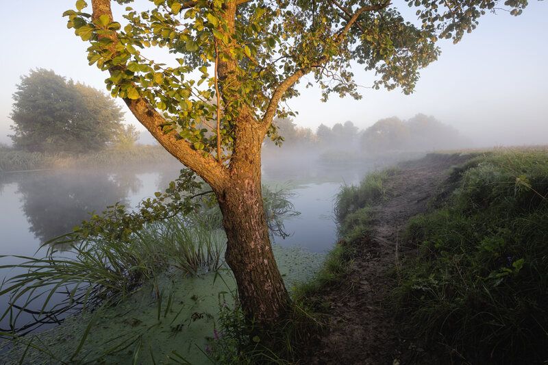 Август. Холодный туманный рассвет. фото превью