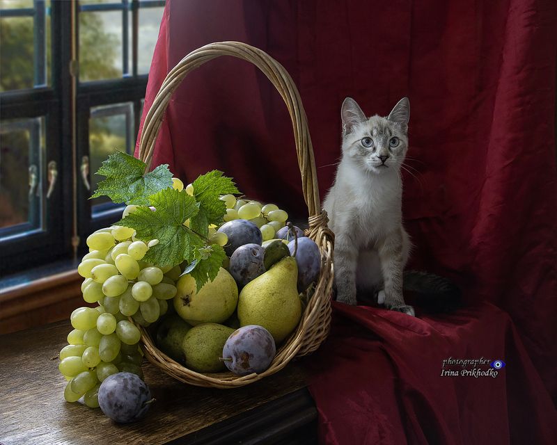 натюрморт, осень, фрукты, урожай, домашние животные, питомцы, любопытные котики Натюрморт с фруктовой корзиной и любопытными котиками фото превью