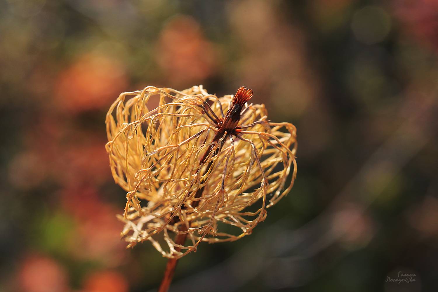 хвощ, осень, боке, Галина Лоскутова