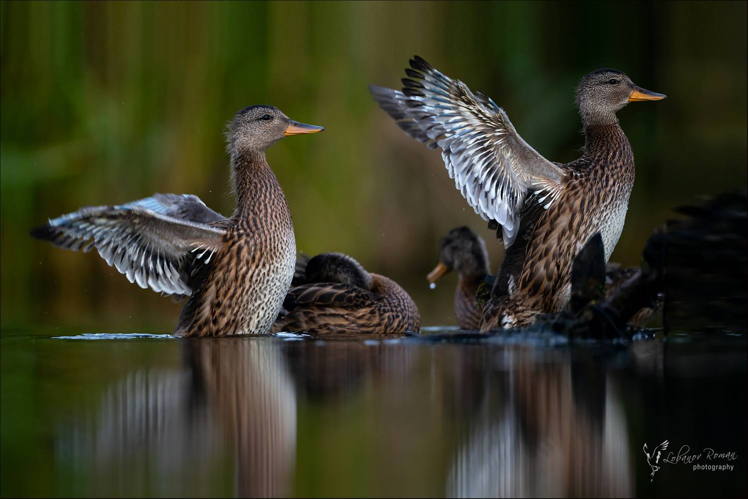 , Лобанов Роман