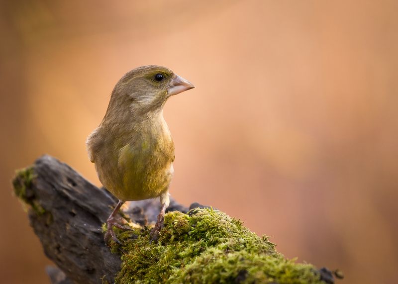 Chloris chloris фото превью