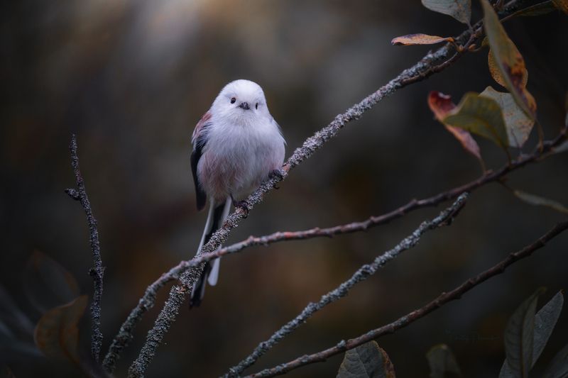 природа, лес, поля, огороды, животные, птицы, макро Глаза в глаза фото превью