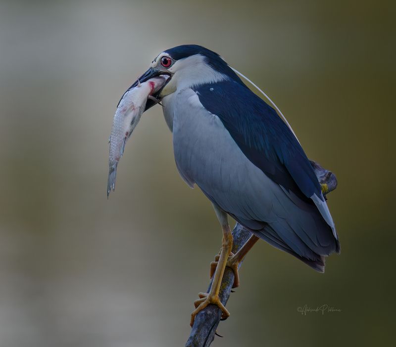 black-crowned, night, heron Добыча охотника фото превью