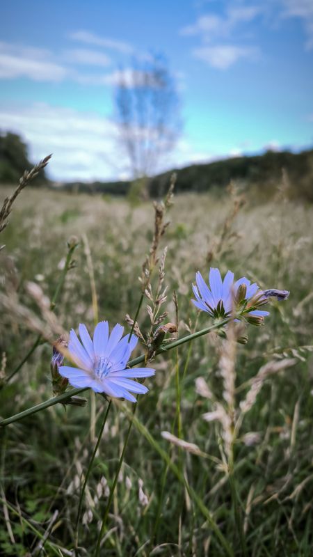 пейзаж, цикорий, небо Оттенки сентября. фото превью