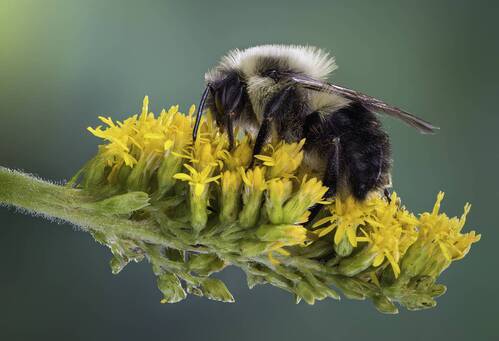 Pollinator’s pause