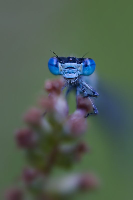 макро, стрекоза, макрофотография, macro, dragonfly \\\