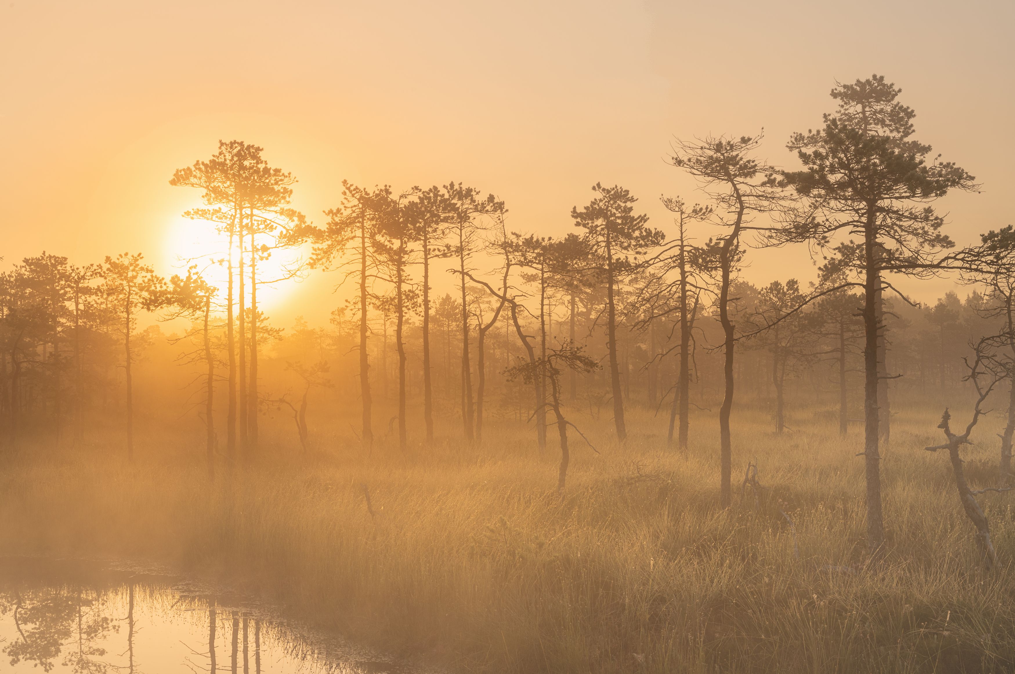 болота *** фото превью