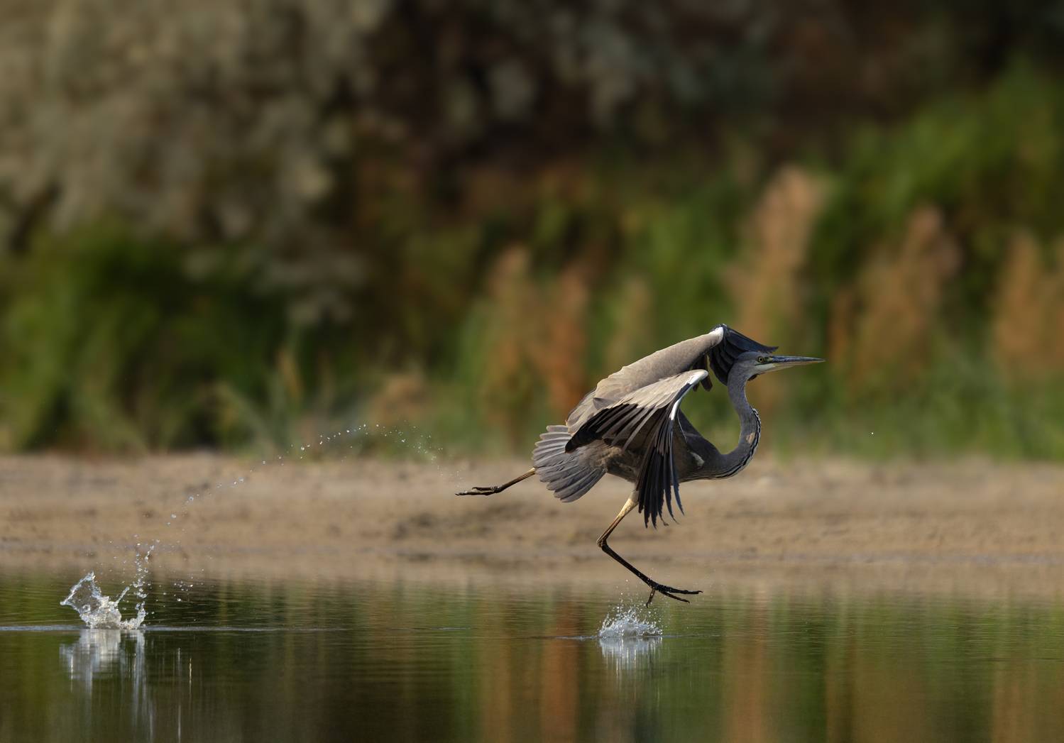 , Bessarion Chakhvadze