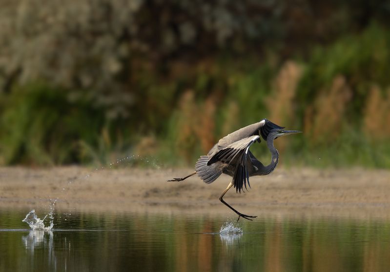 Серая цапля фото превью