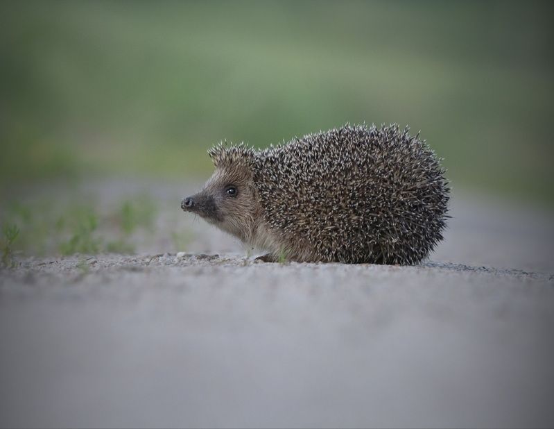 Жил-был ёж... фото превью