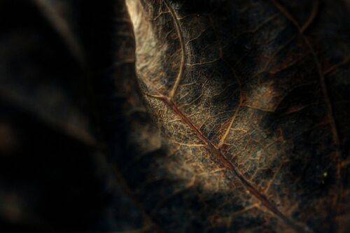 Осенние фактуры