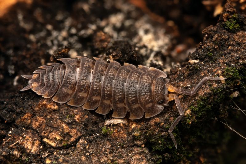 Trachelipodidae фото превью