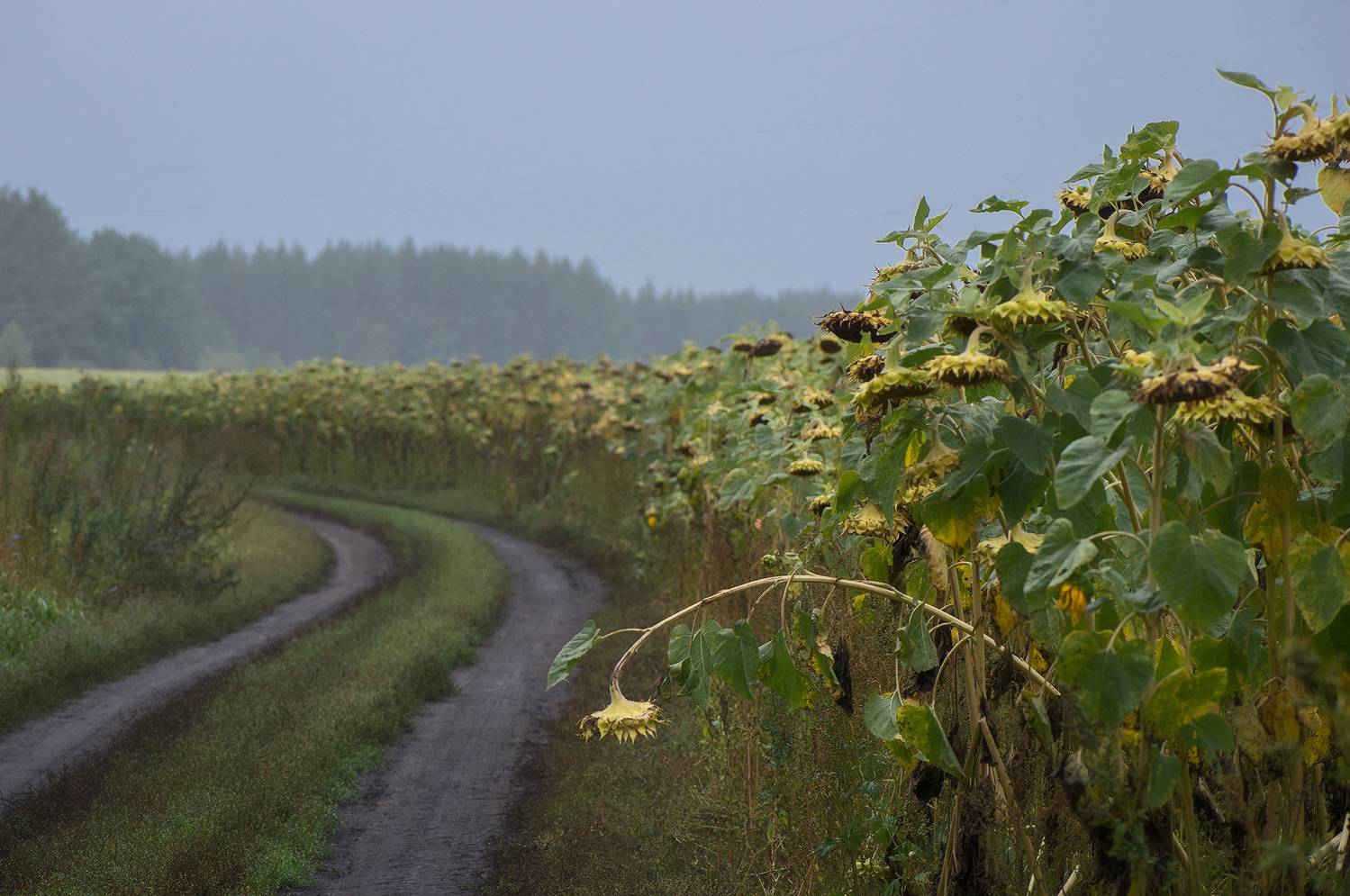 , Владислав Никишин