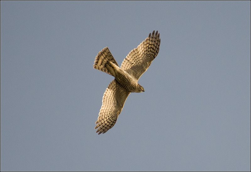 москва, сентябрь, парк, птица Ястреб-перепелятник фото превью