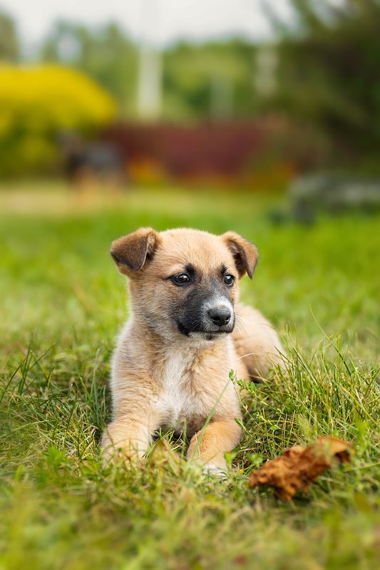 Щенок фото превью