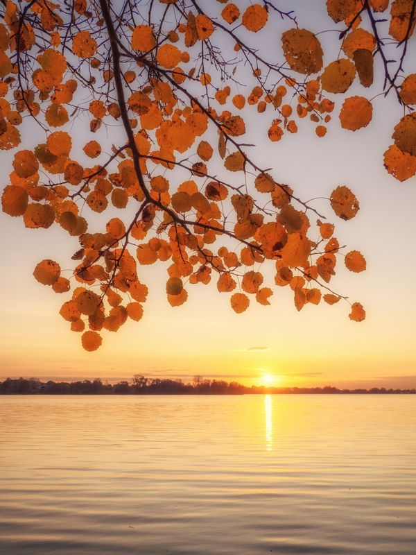 На закате под осиной фото превью