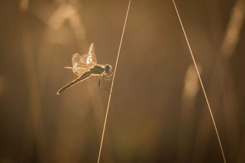 Утренний свет фото превью