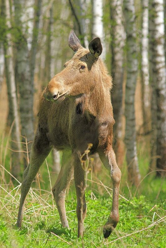 Лосик фото превью