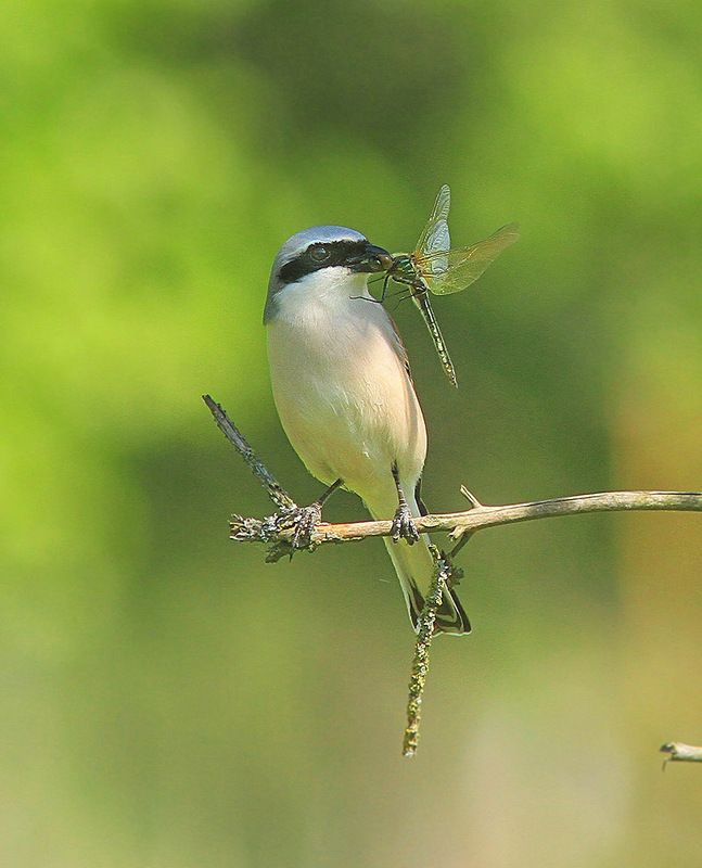 Жулан фото превью