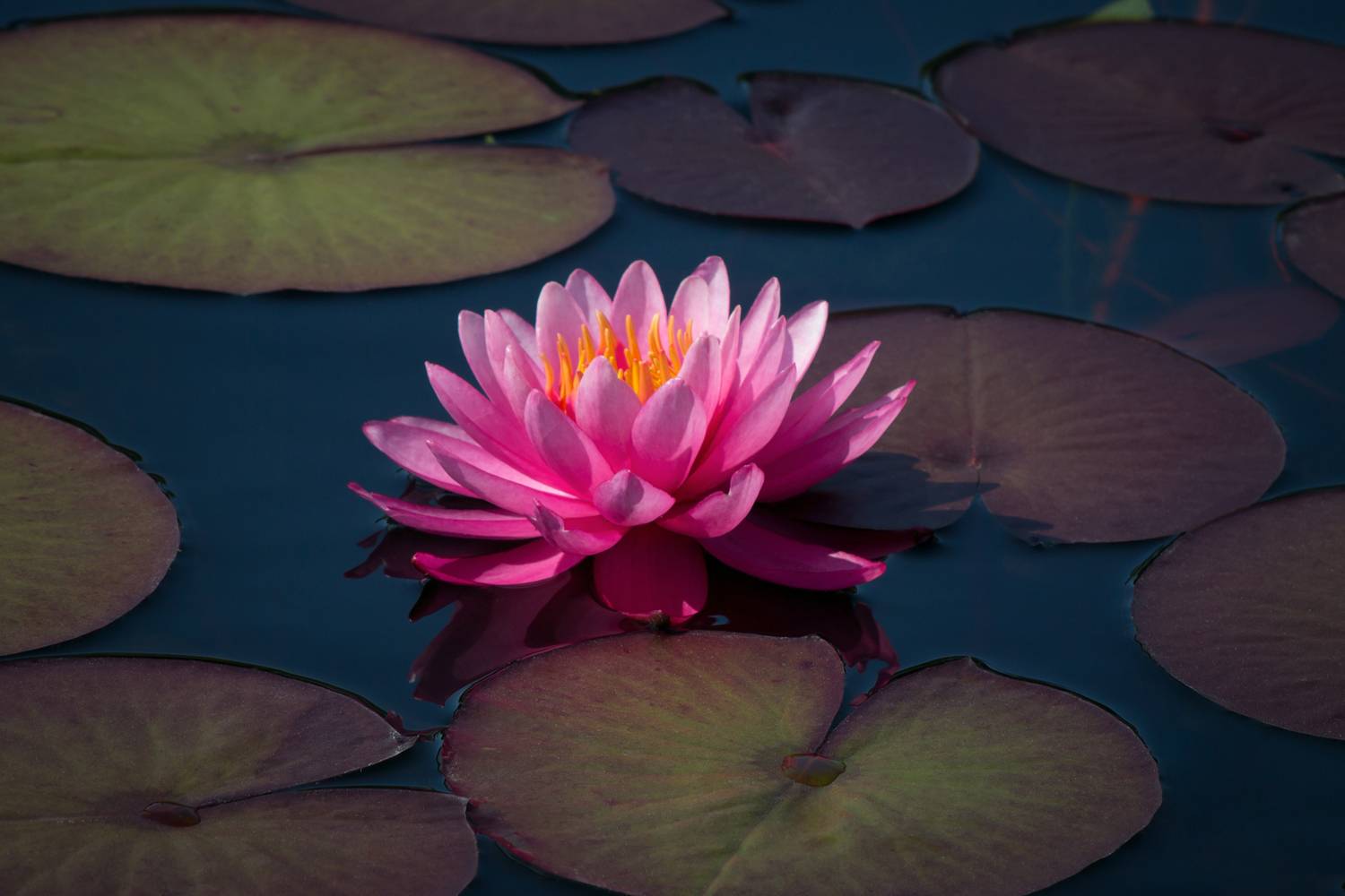 , Алексеев Сергей