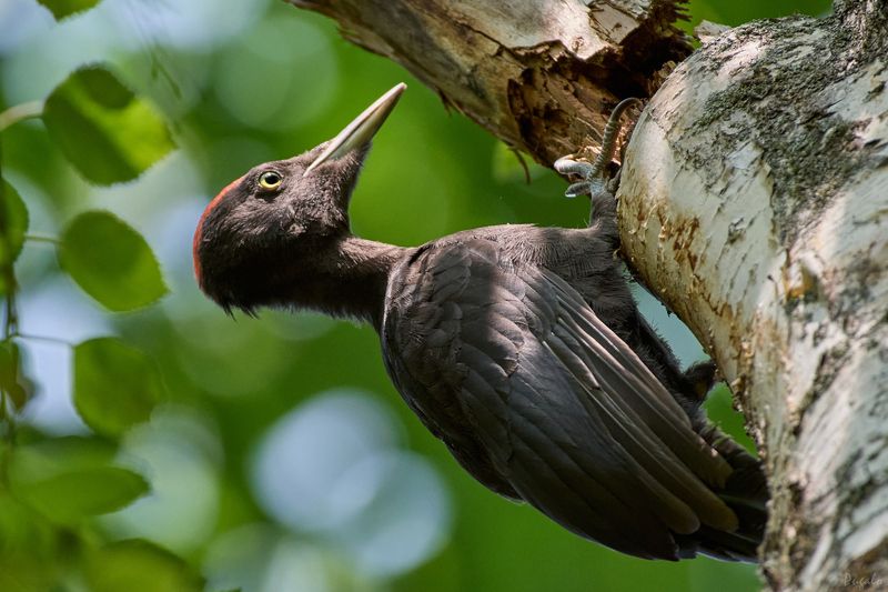 Желна / Dryocopus martius / Black woodpecker фото превью