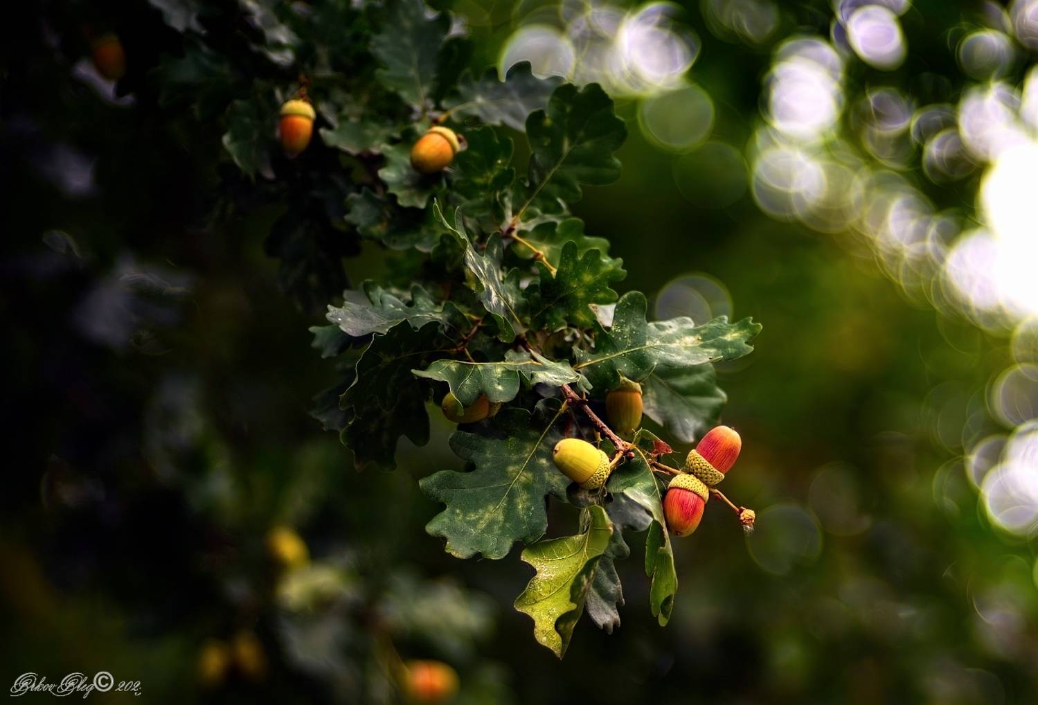 , Орлов Олег