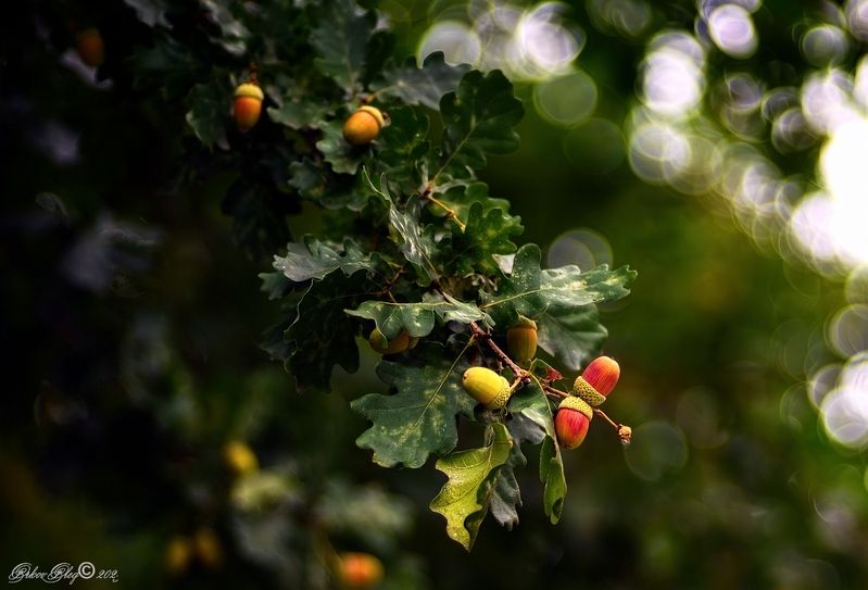 *** фото превью