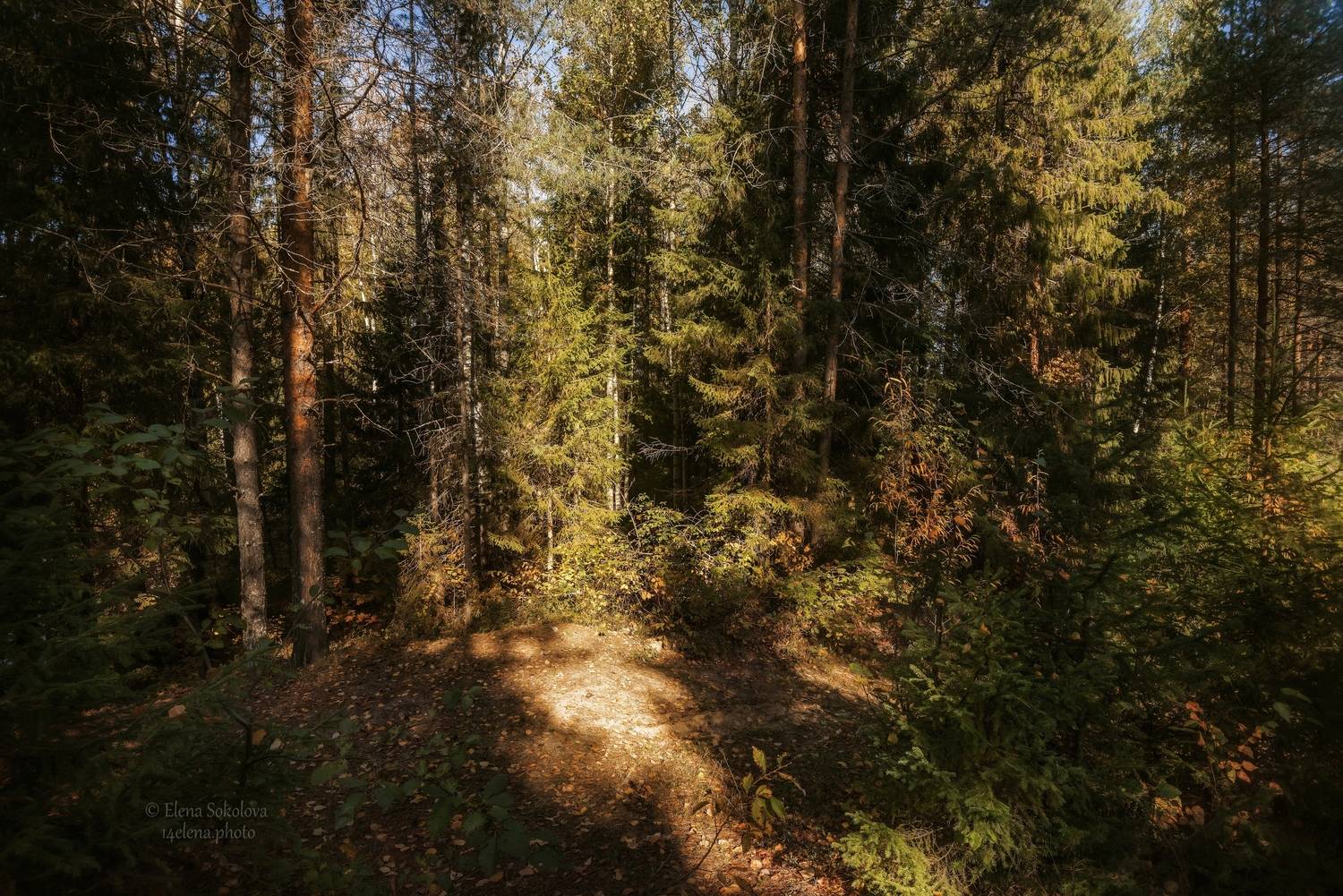 осень, лес, Соколова Елена