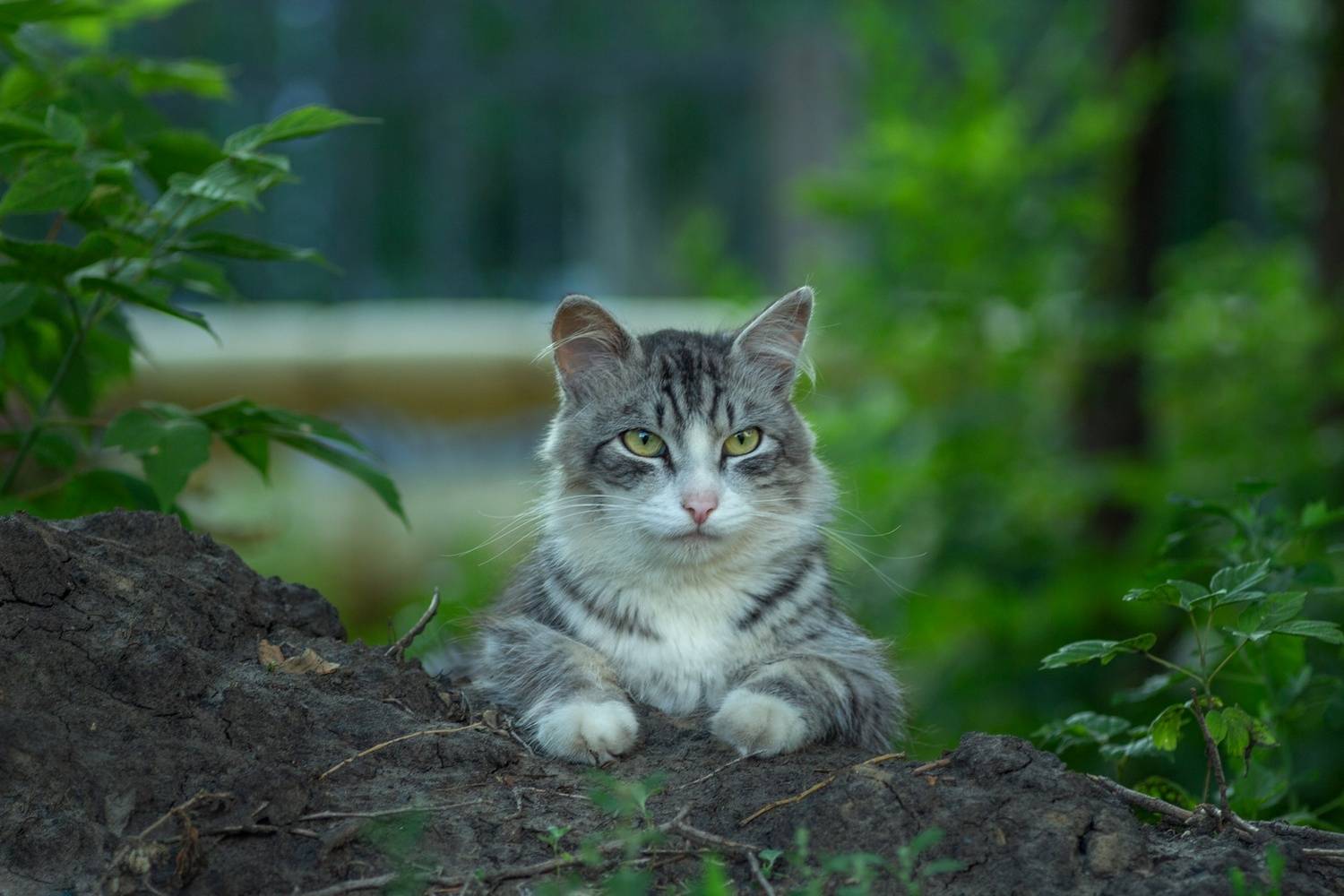 дворовая, кошка, Александр Канцур