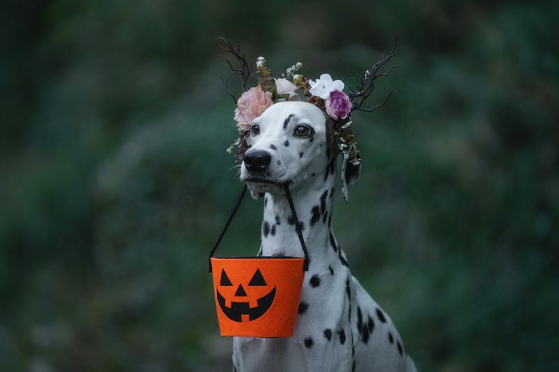 Trick or treat фото превью