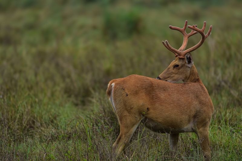 Barasingha фото превью