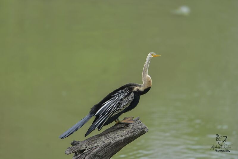 Darter фото превью