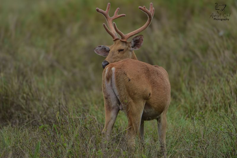 Barasingha фото превью
