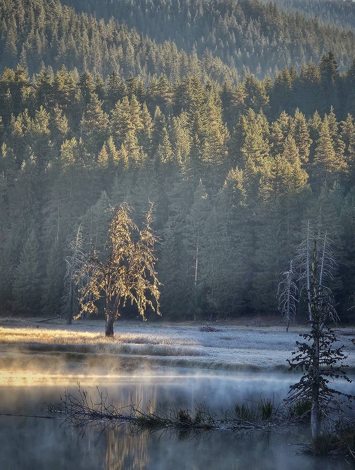 , Герчев Николай
