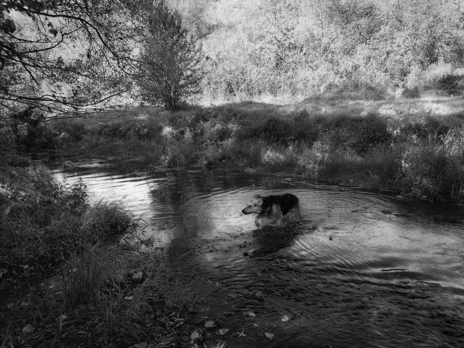 , Кондрашова Светлана
