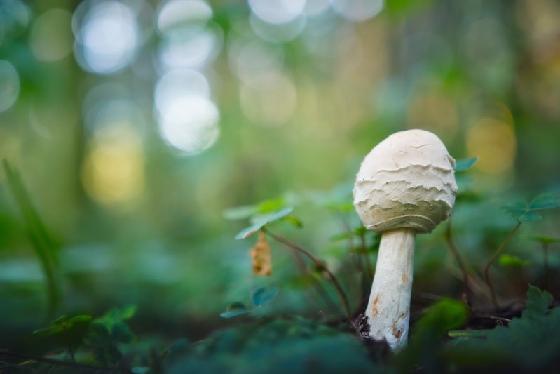 Грибок фото превью