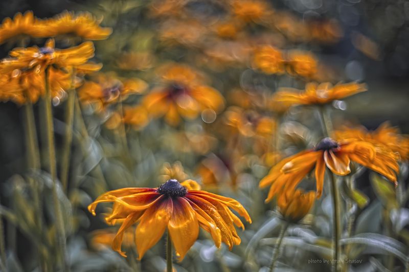 рудбекия, гелиос 44-2, helios 44 - 2 Рудбекия.. фото превью