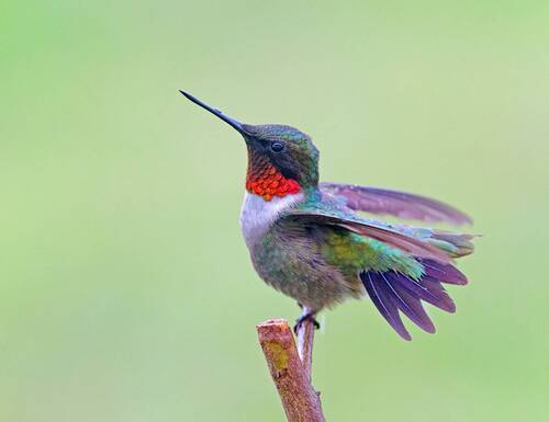 Ruby-throated Hummingbird male - Рубиновогорлый Колибр