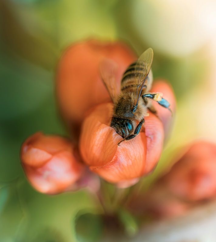 Пчела цветок лето Почти с головой в работе! фото превью