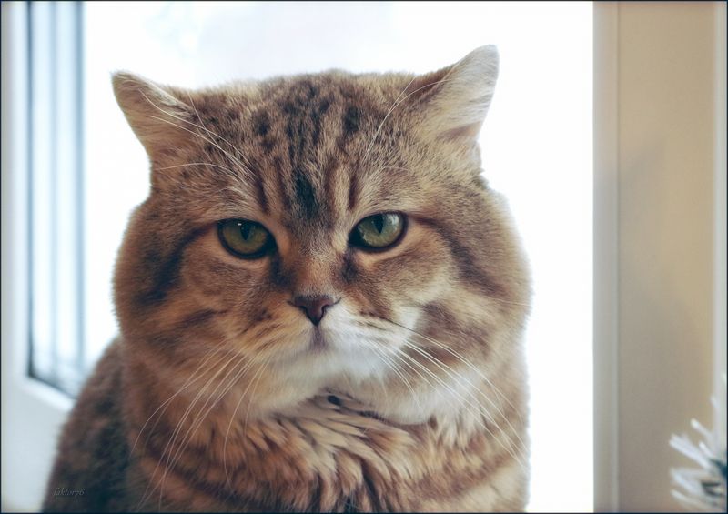 животные, кот, мурзик посмотрите в его глаза..) фото превью