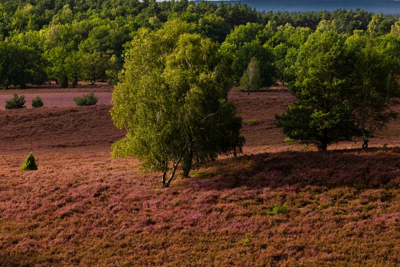 Lüneburg Heath, Germany фото превью