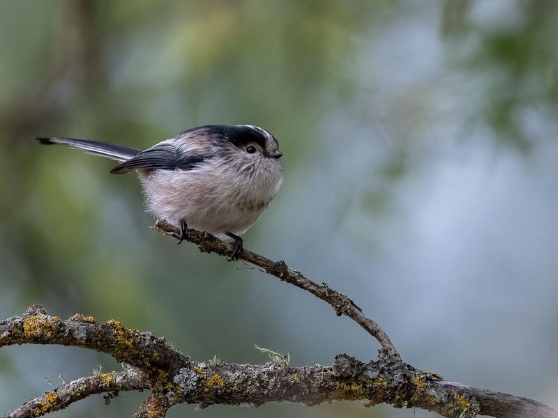 Long-tailed Tit фото превью