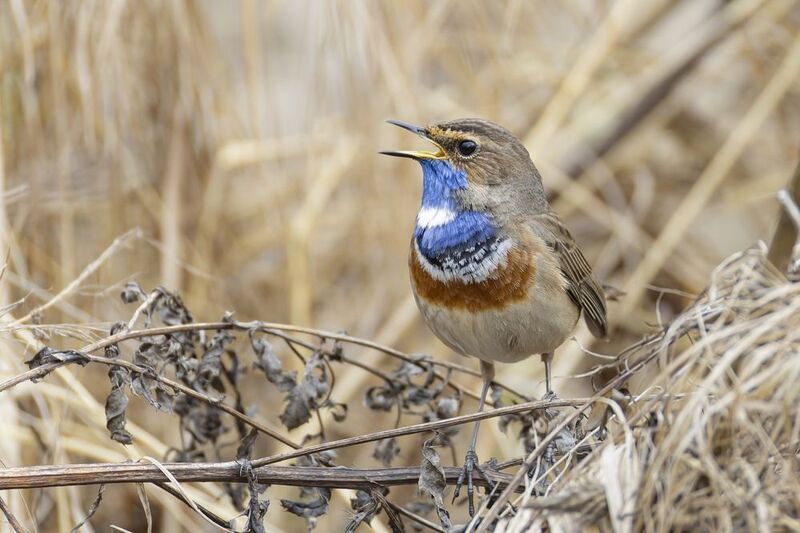 варакушка, птицы Варакушка фото превью