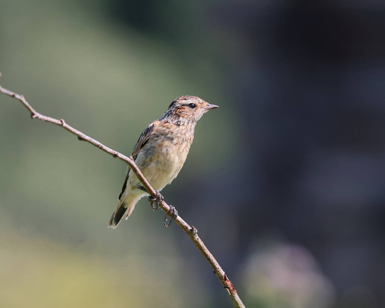, Александр Титов