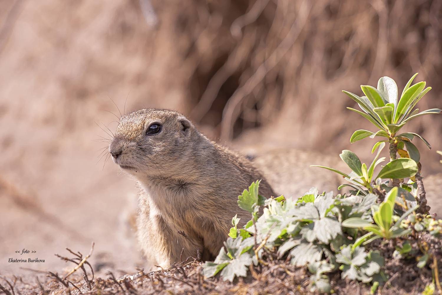 фото суслики, суслики., Бурикова Екатерина